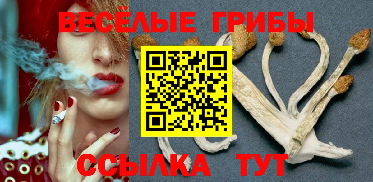 Псилоцибиновые грибы Cubensis Губкинский